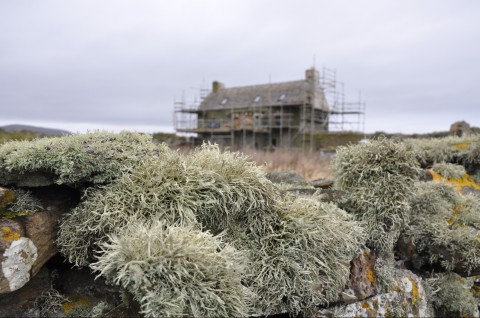 view with lichen